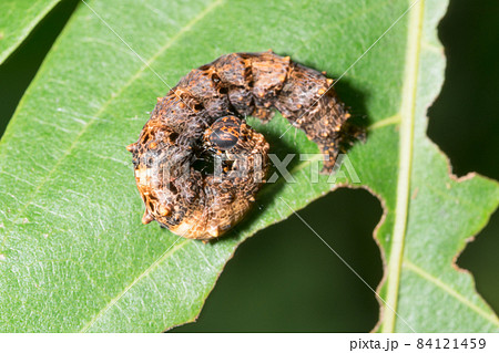 Worm on leaf Worm on leaf 84121459