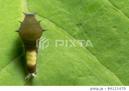 Close up photos of worms 84121470