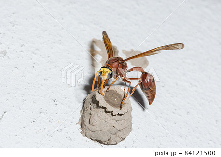 Macro insect wasp 84121500