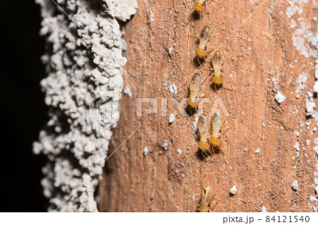 Macro termites are walking on the logs. Macro termites are walking on the logs. 84121540