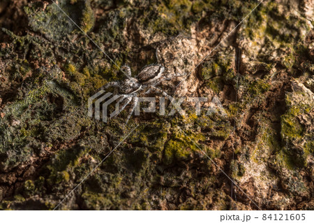 Close-up image of a spider on a tree Close-up image of a spider on a tree 84121605