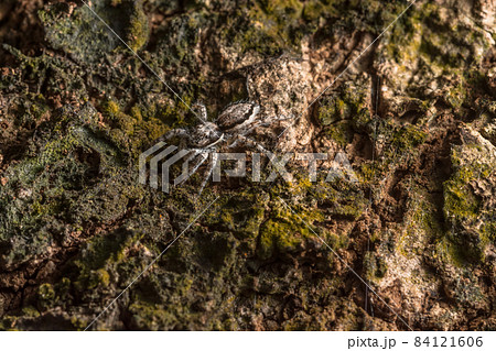 Close-up image of a spider on a tree 84121606