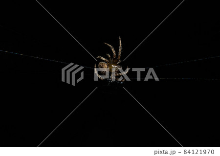 Spider photos close up on black spider webs Spider photos close up on black spider webs 84121970