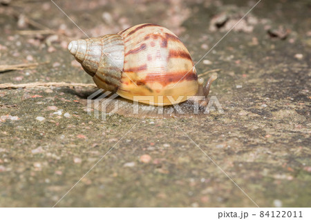 Snail close up Snail close up 84122011