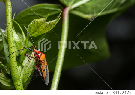 Closeup photo of red assassin bugs on leaf Closeup photo of red assassin bugs on leaf 84122126