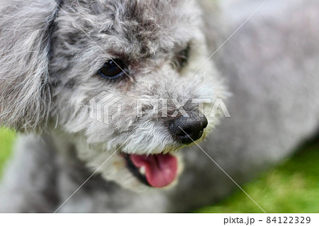 トイプードルの顔の表情 84122329