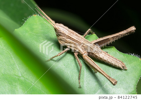 Take a close up grasshopper 84122745