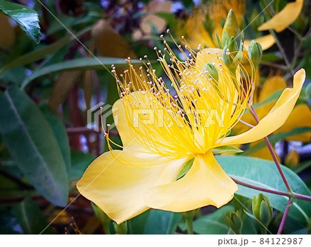 満開の黄金色のビヨウヤナギ 84122987