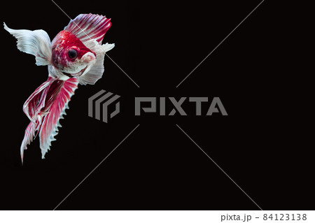 Betta splendens BIG EAR stance 84123138