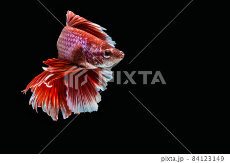 Betta splendens half moon Red 84123149