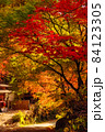 鮮やかな紅葉 84123305