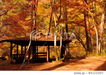 日本の紅葉 84123307