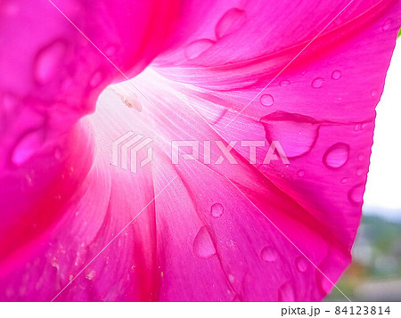 雨の日の鮮やかな朝顔の花 84123814