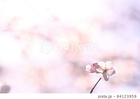 はなびら はなびら 84123959