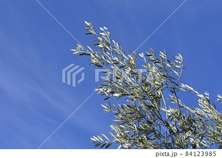 Common olive 84123985