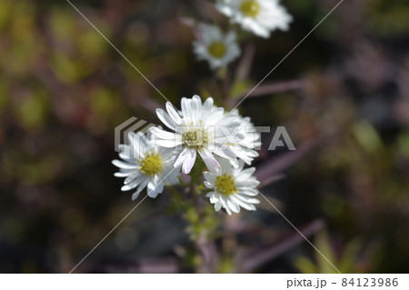 New York aster Starletta White 84123986