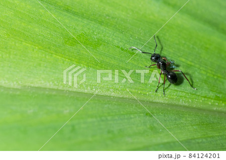 macro red ant macro red ant 84124201