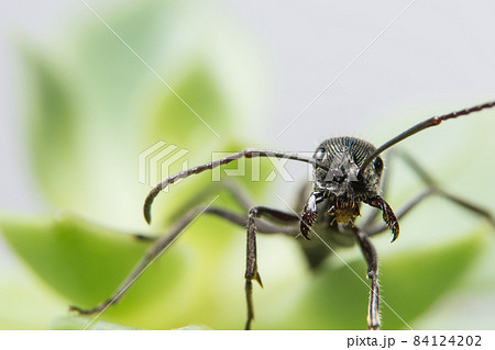 Close up photos of black ants on leaf Close up photos of black ants on leaf 84124202