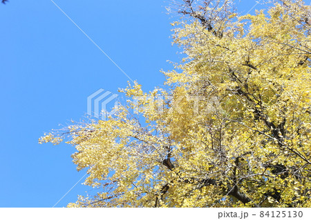 青空に黄葉 青空に黄葉 84125130