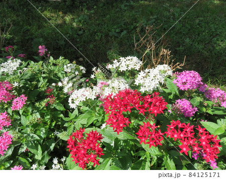 ペンタス花とアゲハチョウ ペンタス花とアゲハチョウ 84125171