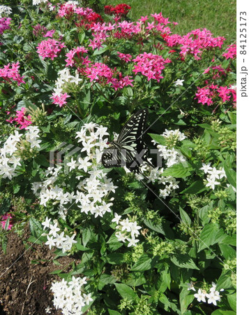 ペンタスの花にとまっているアゲハチョウ ペンタスの花にとまっているアゲハチョウ 84125173