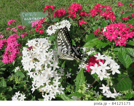 ペンタスの花にとまっているアゲハチョウ ペンタスの花にとまっているアゲハチョウ 84125175