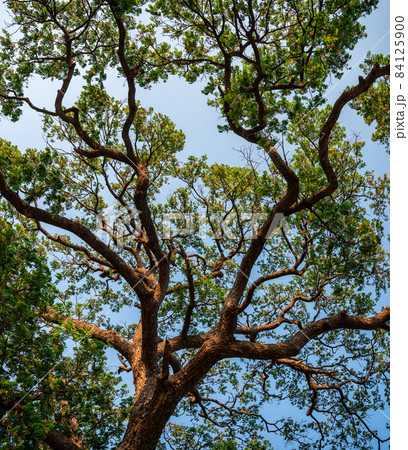 Below of branch of Rain Tree, Samanea Saman green leaves with brown trunk and blue sky Below of branch of Rain Tree, Samanea Saman green leaves with brown trunk and blue sky 84125900