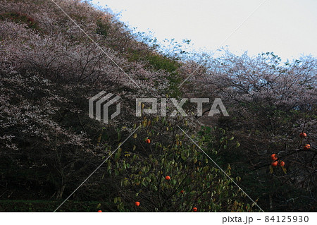 四季桜と柿 84125930
