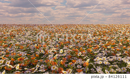 flower field of daisies in sun light cloudy sky horizon beautiful nature meadow background 3D illustration flower field of daisies in sun light cloudy sky horizon beautiful nature meadow background 3D illustration 84126111