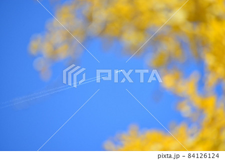 黄色く染まった銀杏の葉の隙間から真っ青な空と飛行機と飛行機雲 84126124