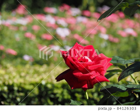 赤い薔薇 84126303
