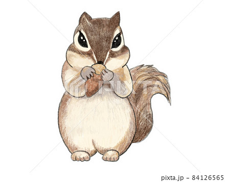 Cute squirrel eating acorns deliciously_colored... - Stock ...