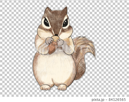 どんぐりを美味しそうに食べている可愛いリス 色鉛筆画のイラスト素材