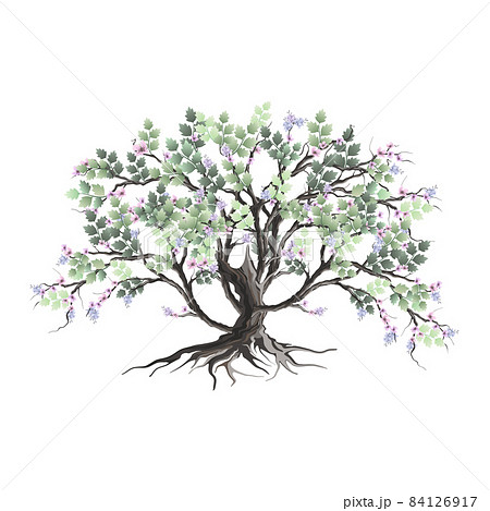 beautiful and elegant tree hand drawn 84126917