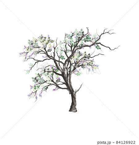 ancient tree hand drawing 84126922