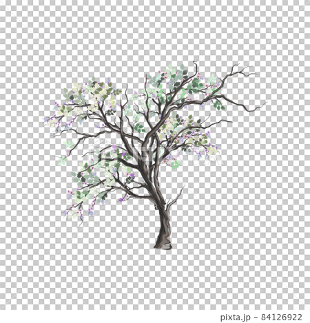 ancient tree hand drawing ancient tree hand drawing 84126922