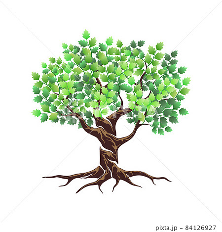 olive tree vector illustration 84126927