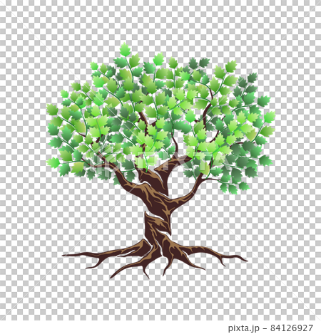 olive tree vector illustration 84126927