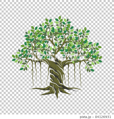 banyan tree vector illustration - Stock Illustration [84126931] - PIXTA