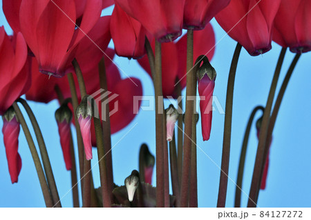 真赤に燃えるシクラメン ( fix撮影 ) 真赤に燃えるシクラメン ( fix撮影 ) 84127272