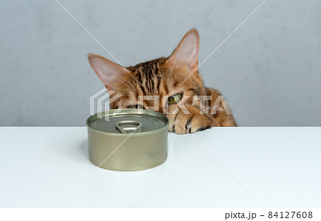 Bengal cat tries to steal wet food from the table 84127608