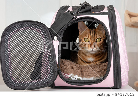 Bengal cat resting in a carrier bag 84127615