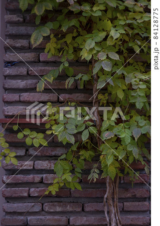 Red background of old vintage brick wall texture. Close-up view of a stone brick wall with grapes curling on the wall. Red and green leaves of grapes, ivy. Vertical photography. Red background of old vintage brick wall texture. Close-up view of a stone brick wall with grapes curling on the wall. Red and green leaves of grapes, ivy. Vertical photography. 84128775