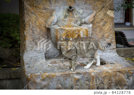 Funny gray brindle cat on the background of an old marble red drinking fountain. Portrait of a wild cat. Homeless cats on the streets of Tbilisi. The cat is moving 84128778