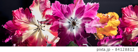 Bunch of Parrot Style Tulips 84128812