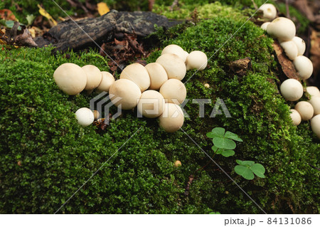 Group of edible lycoperdon mushrooms known as puffball grows on a tree stump in the forest Group of edible lycoperdon mushrooms known as puffball grows on a tree stump in the forest 84131086