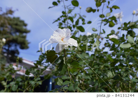 バラの花 バラの花 84131244