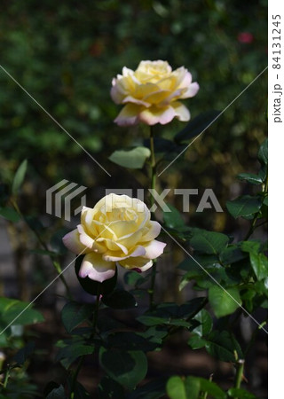 バラの花 バラの花 84131245