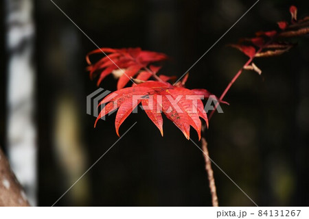 ハゼノキの紅葉 84131267