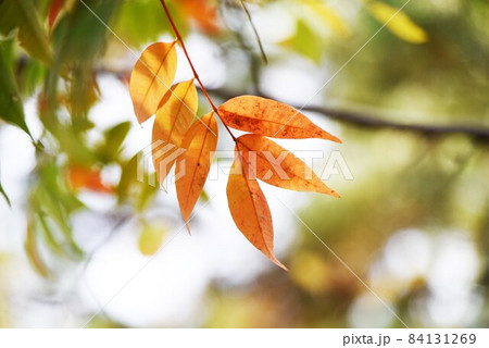 ハゼノキの紅葉 ハゼノキの紅葉 84131269